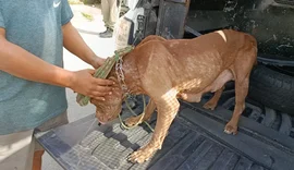 Homem é detido por maus-tratos a pit bull desnutrida e filhotes em Maceió