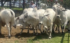 Apresentação dos bovinos nelore.