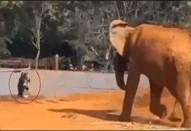 Mulher que invadiu zoológico no DF segue afastada da rede pública