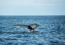 Temporada de observação de baleias impulsiona o turismo responsável no litoral brasileiro