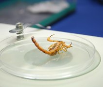 Pesquisa da Ufal mostra impacto das internações por animais peçonhentos no Brasil