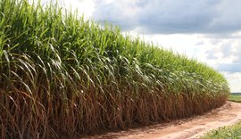 Estiagem acende sinal de alerta para usinas