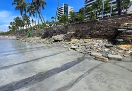Línguas sujas de menor porte invadem a praia de Ponta Verde