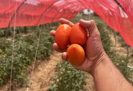 Embrapa Alagoas conduz cultivo de tomate híbrido com alto índice de produtividade