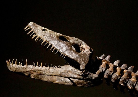 Vômito fossilizado revela segredo da digestão dos plesiossauros