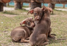 Prefeitura publica decreto que cria Gabinete da Causa Animal em Maceió