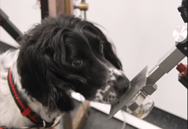 Cientistas treinam cães para identificar câncer pelo faro