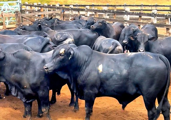 Boitel Pindorama abre mercado internacional com primeira exportação de animais