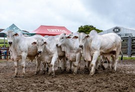 Pacote 3 em 1 Barros Correia é vantagem para pecuaristas