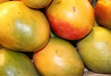 Preços da manga seguem em queda nas regiões produtoras do Nordeste