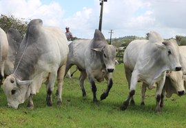 Tourama IBC é capaz de promover ganho genético