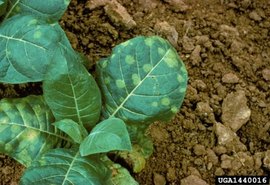 Adeal inicia trabalho para manutenção da área livre de Mofo Azul do Tabaco