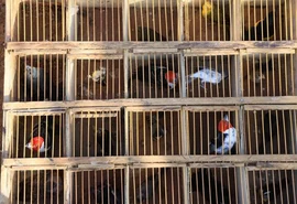 FPI do Rio São Francisco resgata 26 animais silvestres vítimas de maus-tratos em feira livre