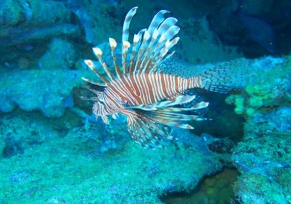Ufal monitora peixe-leão em recifes de Alagoas