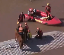 Cavalo ilhado em Canoas é resgatado; veja vídeo