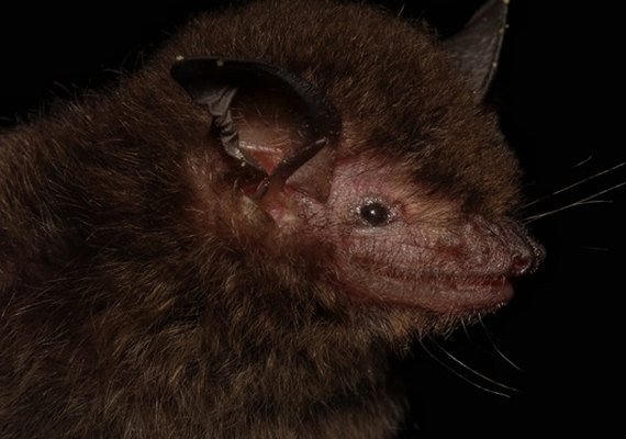 Pesquisadores da Fiocruz descobrem nova espécie de morcego no Brasil