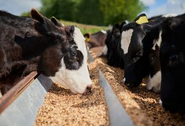 Secas e geadas reduziram produção de grãos no país e afetam ração bovina