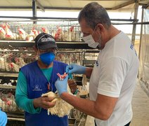 Fiscalização em granjas de Alagoas monitora circulação de vírus
