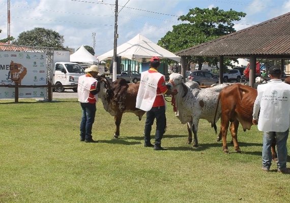 Abertura oficial da Expoalagoas Genética acontece nesta quarta (15)