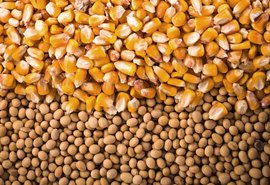Empresa tem perspectiva de alta para preço de milho e soja