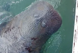 Turistas “brincam” com peixe-boi em Maceió e revoltam ambientalistas na praia de Pajuçara