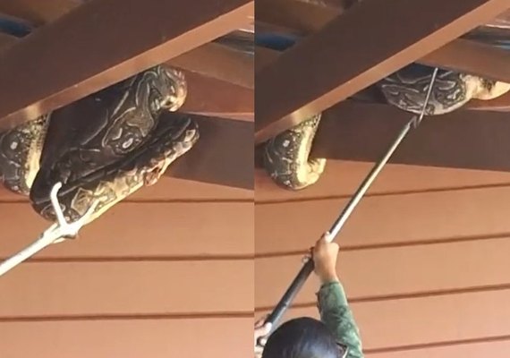 Jiboia é capturada após aparecer em telhado de casa na Santa Amélia