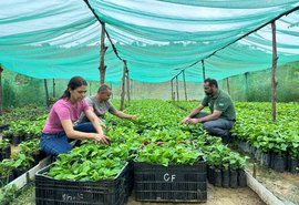 Alagoas terá primeira safra de café e impulsiona produção no interior