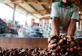 Cooperativas protagonizam novo momento para a sustentabilidade brasileira