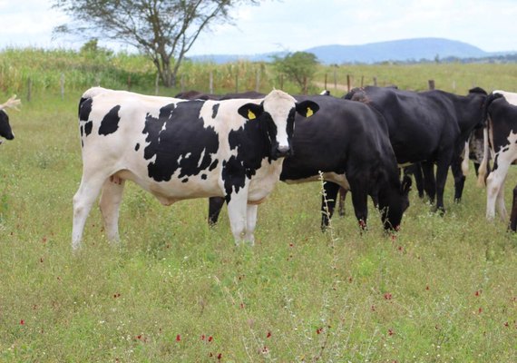 Genética Paulo Amaral promete enriquecer criação de futuros criadores