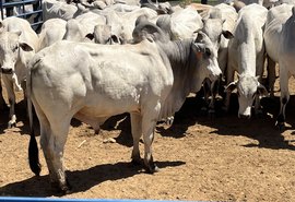 Investimentos na cria, recria e engorda ajudam na produção de carne com melhor qualidade para o mercado