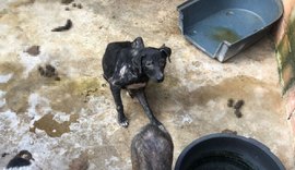 Abrigo de animais em AL que foi destaque no Caldeirão do Huck é denunciado por maus-tratos