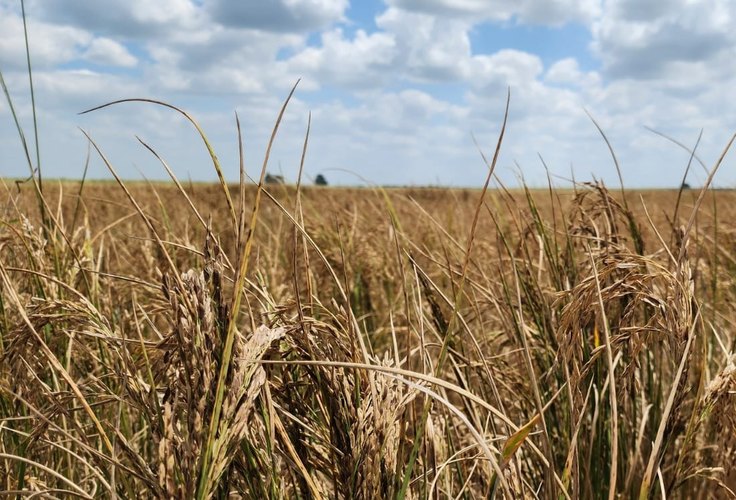 Conab faz compra histórica de arroz em AL