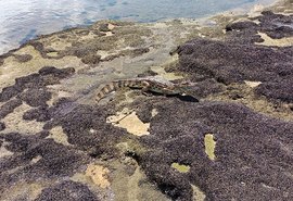 VÍDEO: jacaré é avistado nos arrecifes da Praia do Saco e chama atenção de banhistas e pescadores