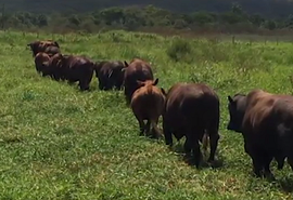 Fazenda Mangabeira disponibiliza gado para cruzamento industrial