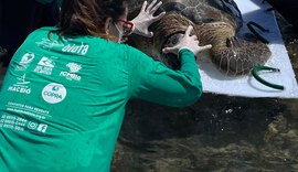 Tartaruga-verde é encontrada presa em curral na Praia de Ipioca