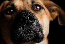 Seu pet pode proteger sua família: saiba como prevenir zoonoses