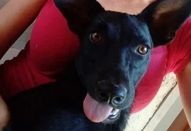 Cadela comunitária 'Pretinha' é morta a tiros no Espírito Santo