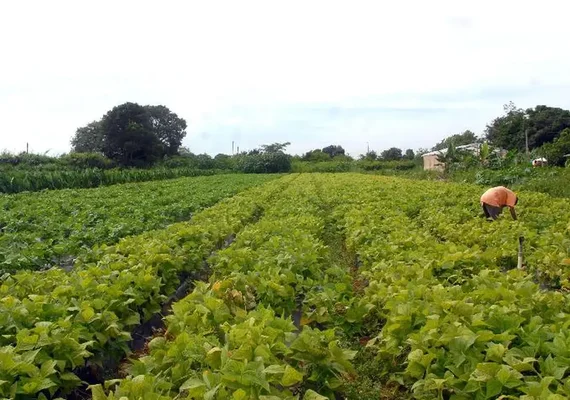 CMN prorroga parcelas de crédito rural a afetados por seca no Nordeste