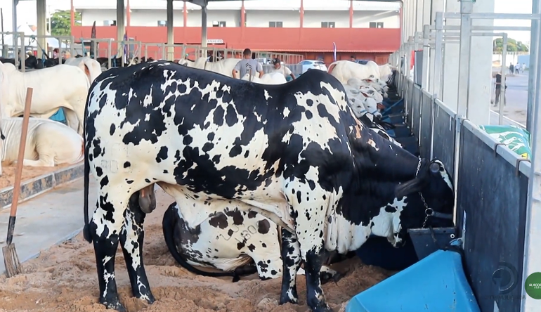 Confira as atrações da Expoalagoas Genética 2026