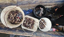 Jovens são flagrados capturando caranguejos no defeso em Maceió
