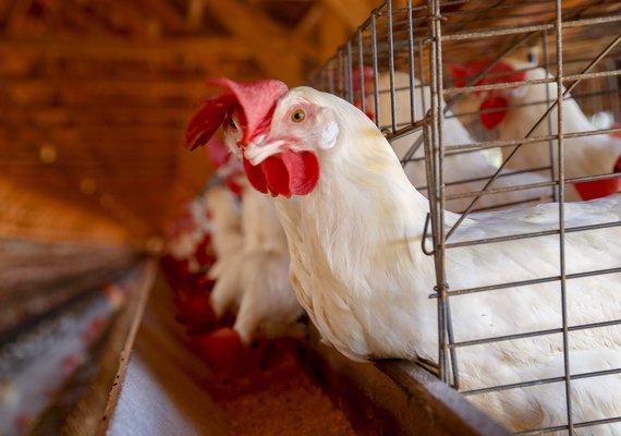 Brasil está em alerta contra a Influenza Aviária