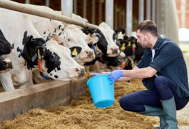 Auditorias internacionais atestam as ações de bem-estar animal de cooperativa alimentícia