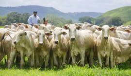 15º Leilão Nelore Positivo apresenta criação CPMF nesta terça-feira (29)