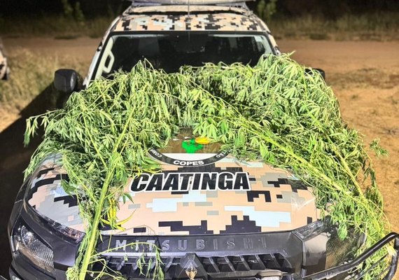 Polícia flagra plantio de maconha no quintal de oficina em Canapi