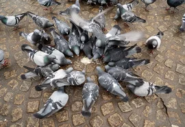 Pesquisa sugere que aves urbanas têm medo de mulheres