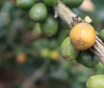 Matéria do Alagoas Rural sobre café em União passa de 27 mil views