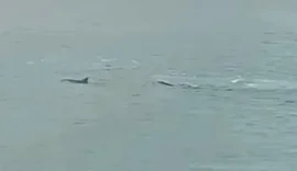 Grupo de golfinhos aparece perto do Porto de Maceió, no Jaraguá