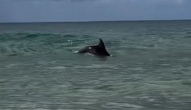 VÍDEO: Golfinho encanta turistas na praia do Francês