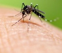 Vacinação pode levar até 8 anos para reduzir transmissão da dengue