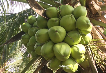 Vídeo mostra como coco da Amazônia vira produtos da Sococo em Maceió e viraliza
